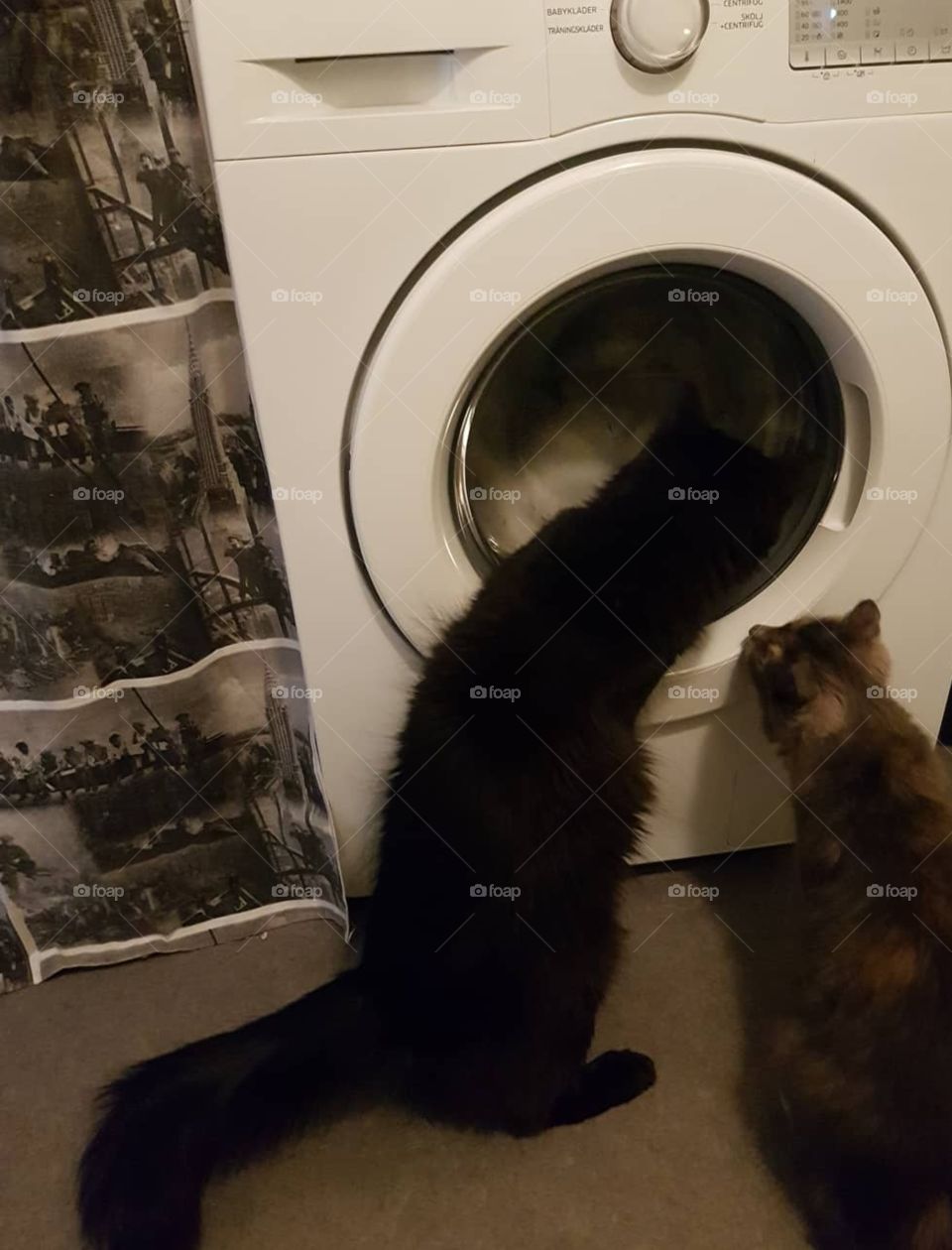Sällskap ha man alltid av Herculez & Mimmi när man Tvättar i tvättmaskin