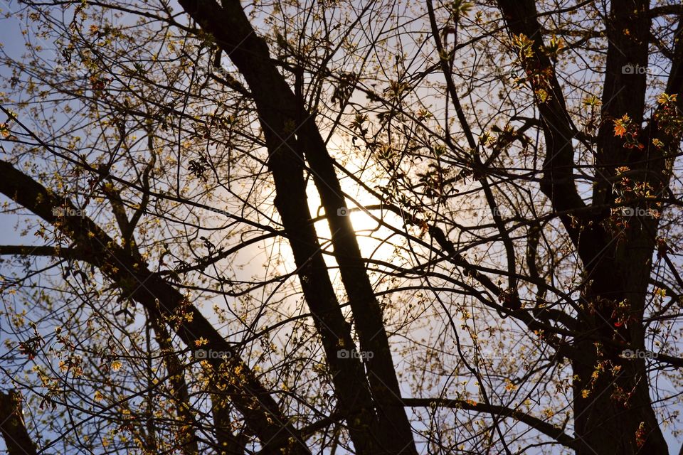 Sun and trees