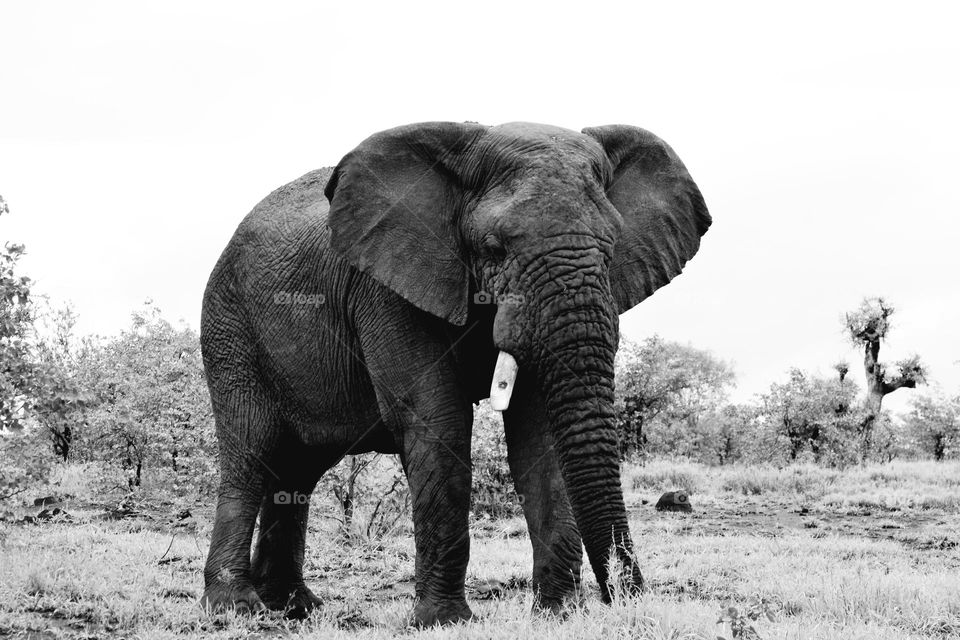 Elephant bull with one tusk busy feeding