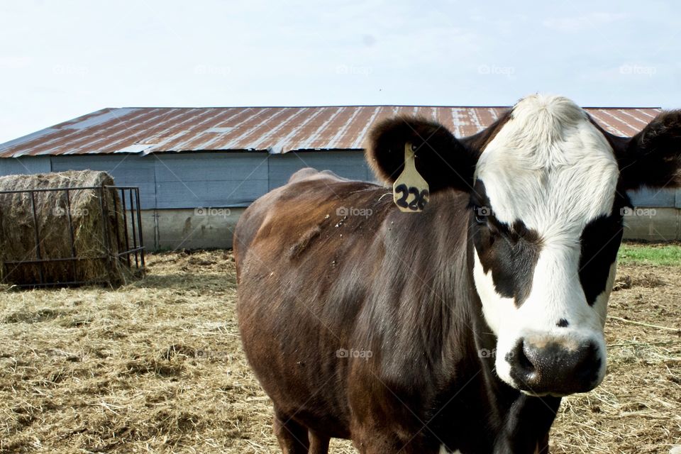 A brown heifer with a white face, standing in a cattle yard with a metal structure and round hay bale behind it