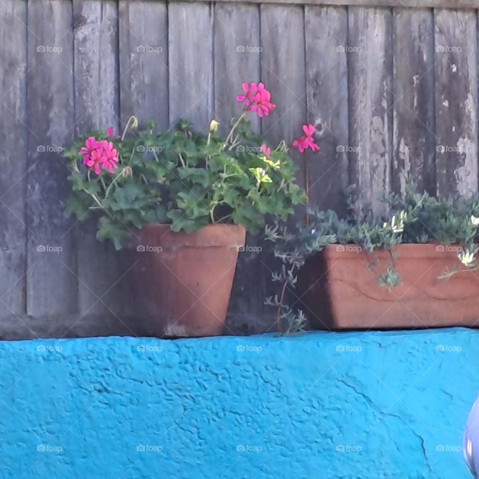 geranium pink. flowerpot on painted blue wall with fence outside