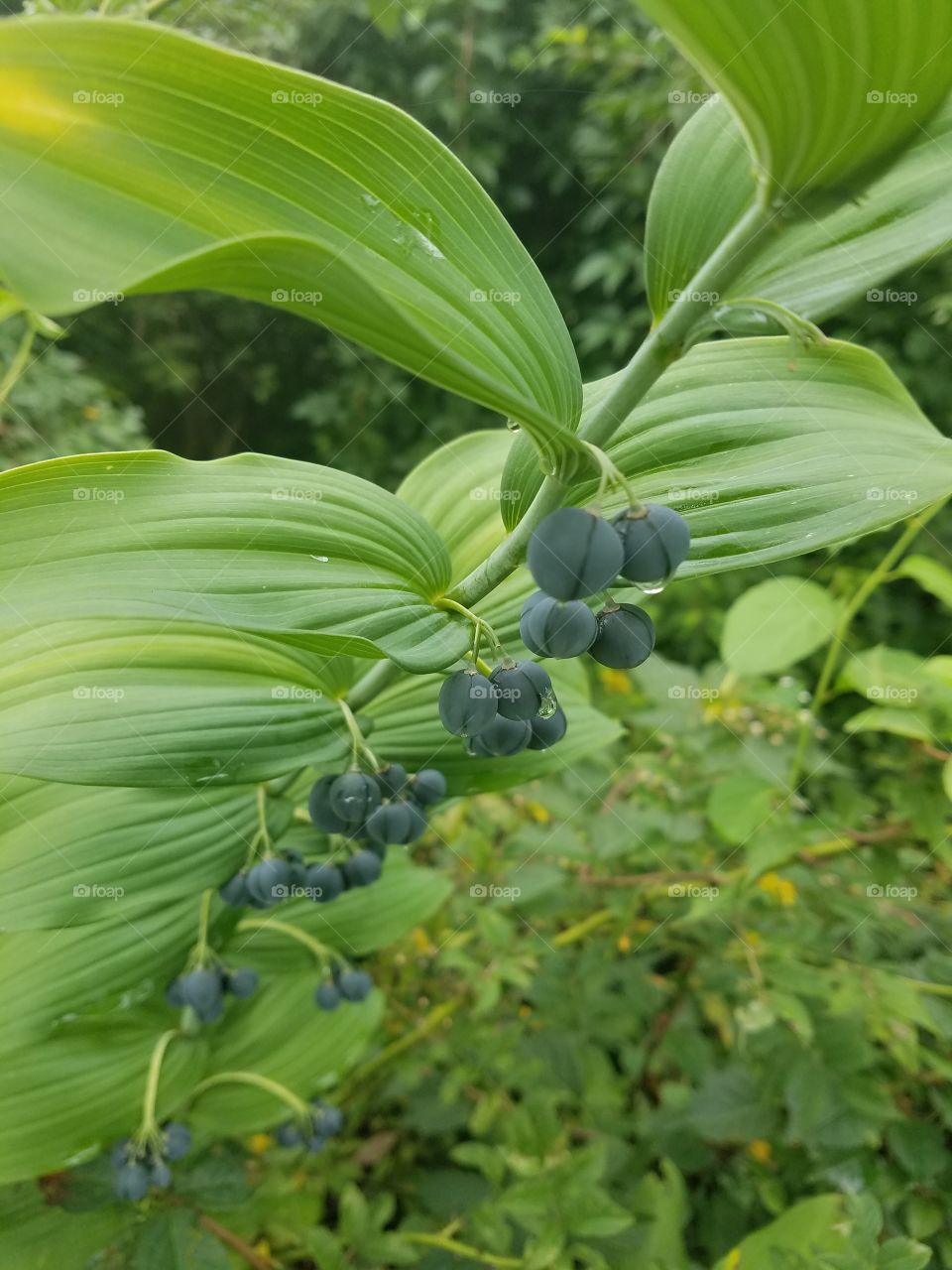 Leaf, Nature, No Person, Flora, Outdoors