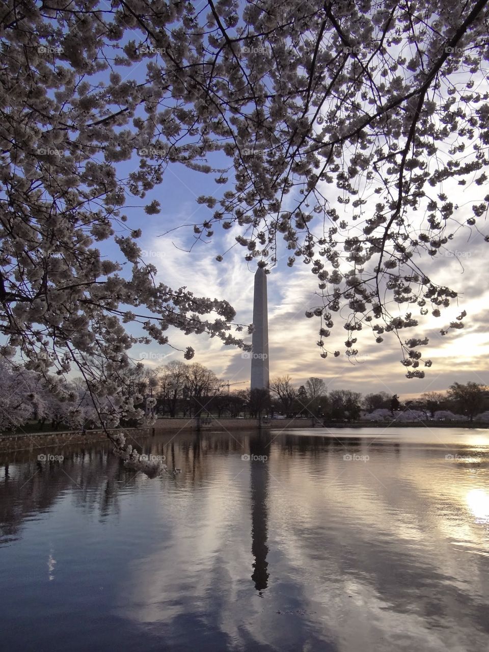 Washington Monument. Washington Monument at Cherry Blossom time reflecting in Tidal Basin
