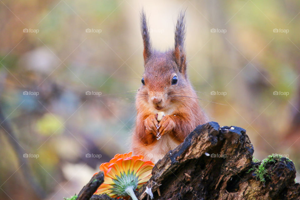 Cute red squirrel portrait with a nut