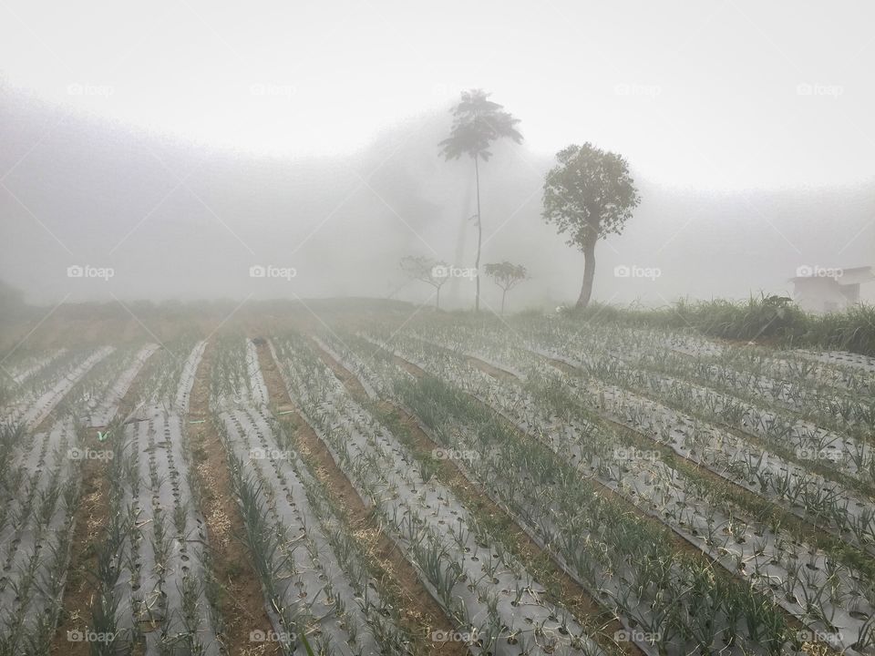 Onion farm