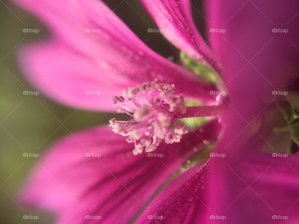 elegant flower