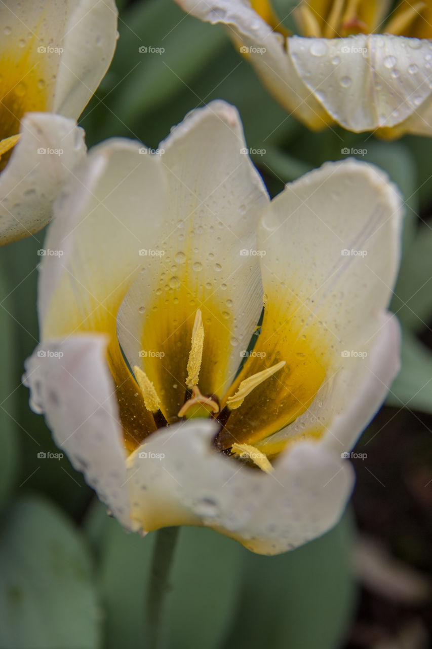 Tulip and water droplets 
