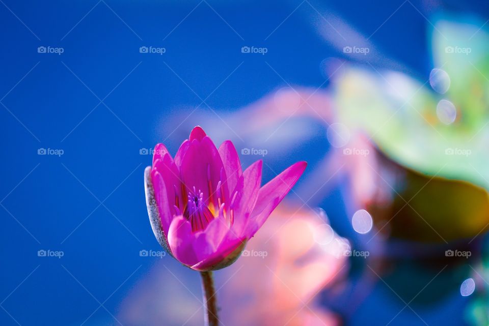 water lily charm in summer breeze