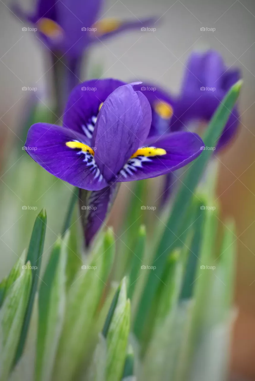 purple flower