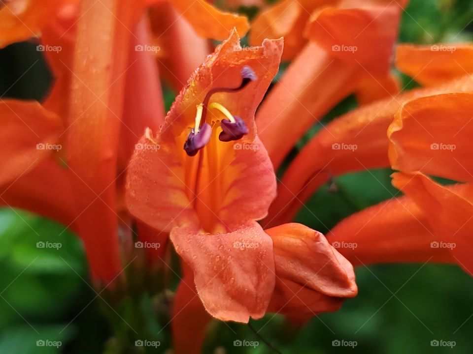 Orange Cape honeysuckle flowers