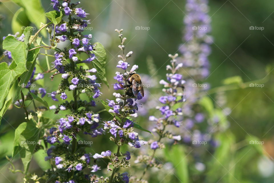 Honeybee on a bloom