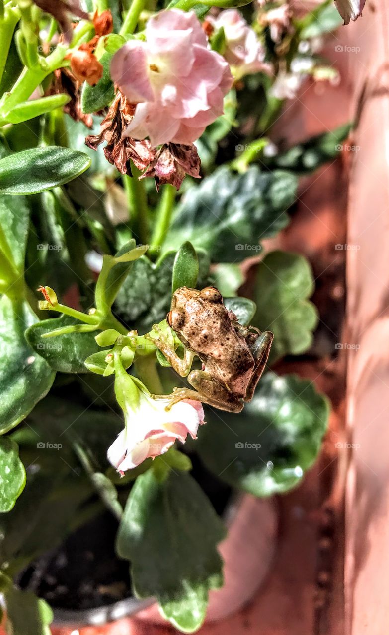 Baby frog in flowerpot
