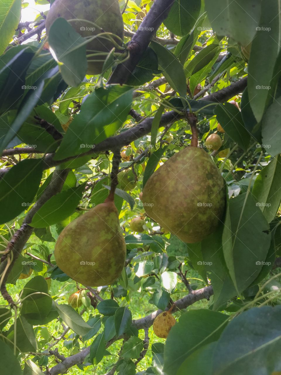 Pair of pears