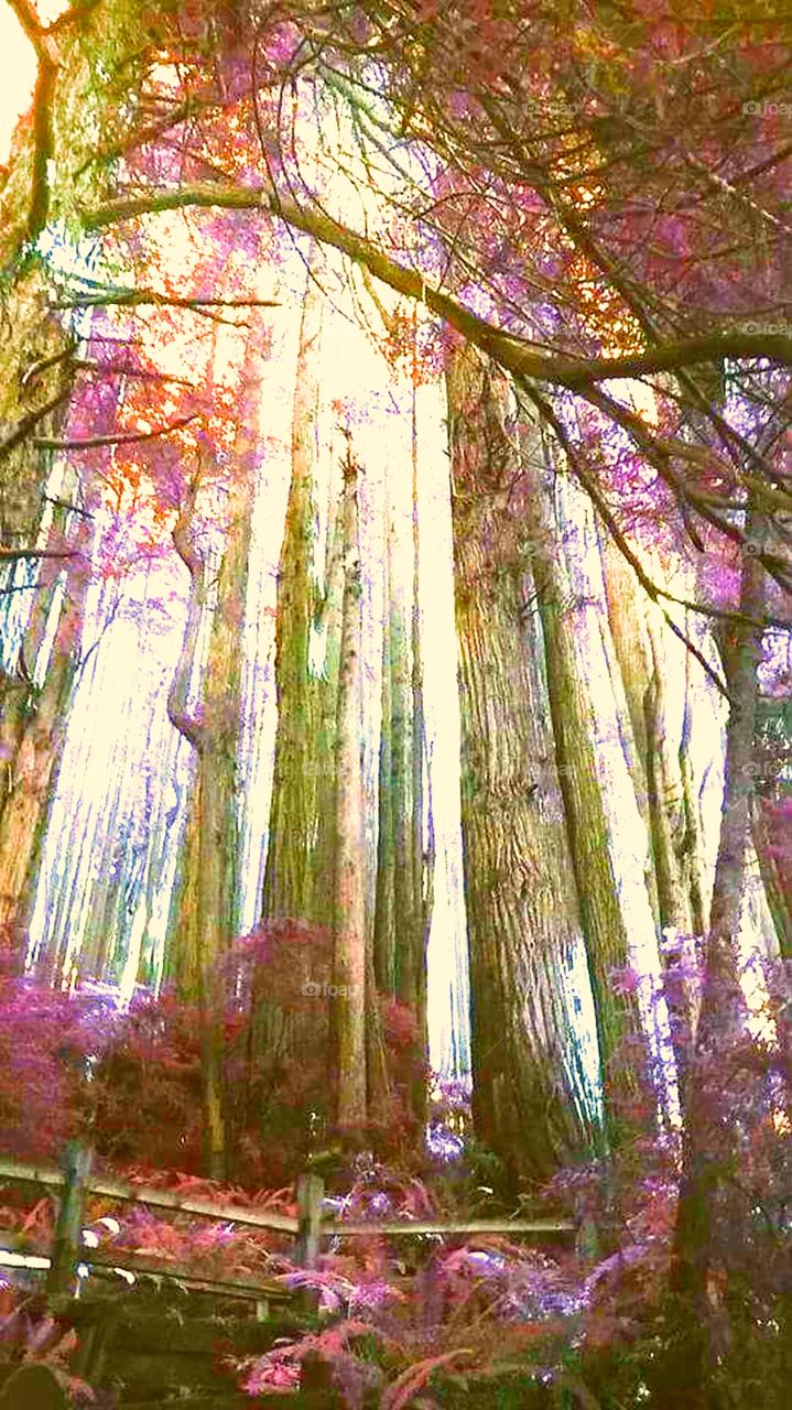Colorful Redwoods