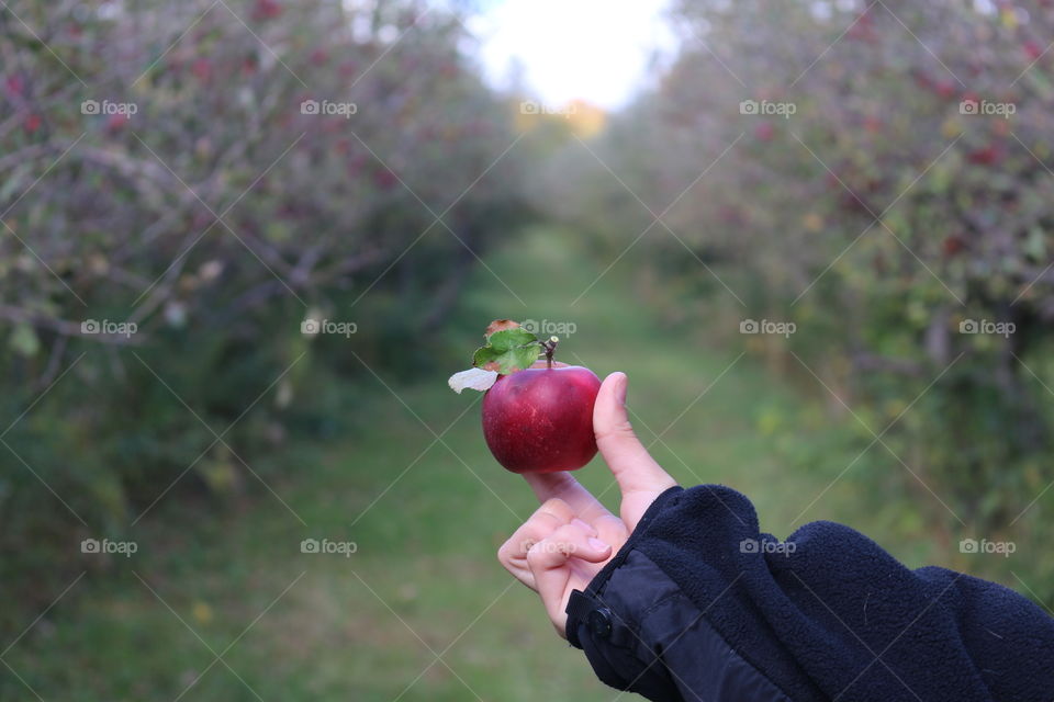 apple in the orchard