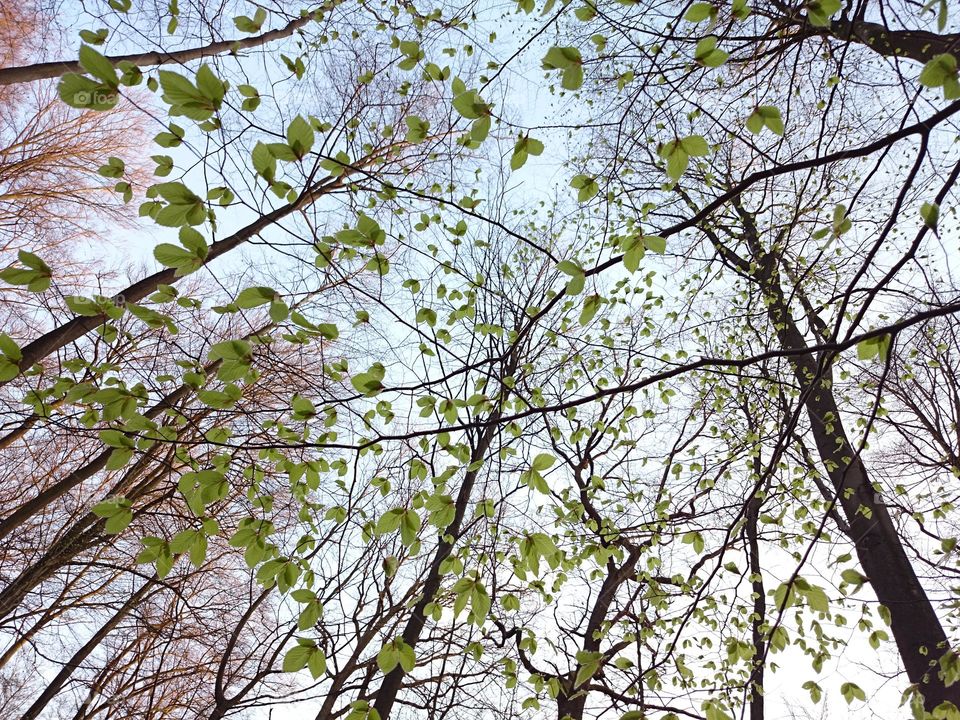 Sprouting green leaves . Green leaves begin to sprout