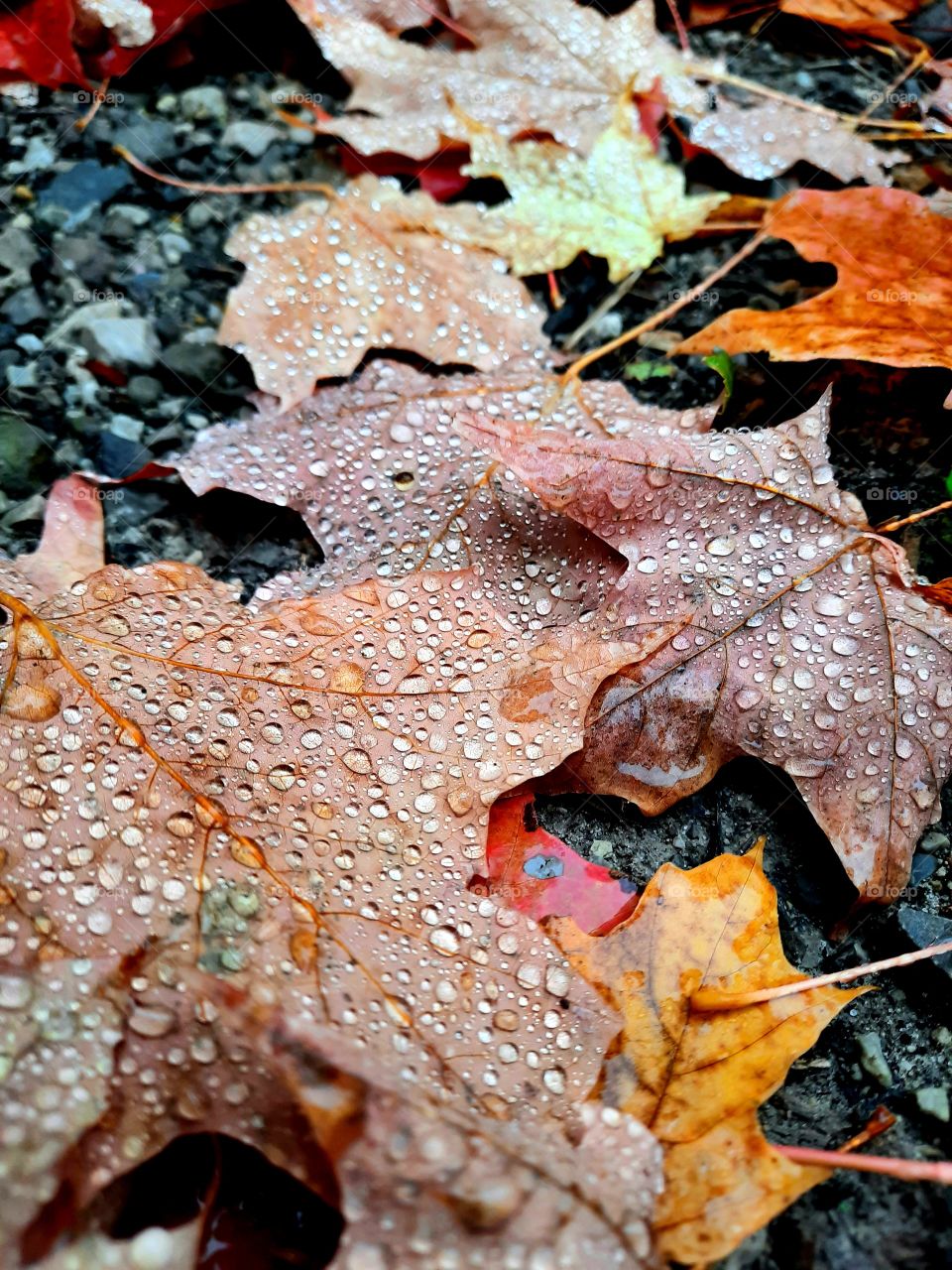 Autumn/Fall Season Coloured Maple Leaves in October with crystal clear and focused water droplets on them. Orange, Red and Yellow Leaves which signify the colours of autumn. Leaves on the pavement/ground.