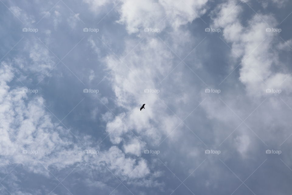 Blue sky, white clouds and a black bird