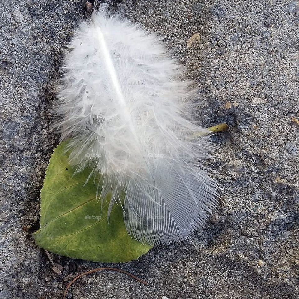 Things that flutter to the ground