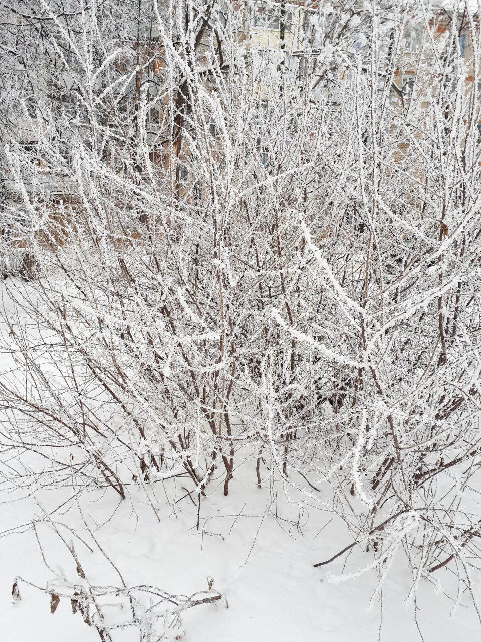 Winter beauty_the tree in the frost