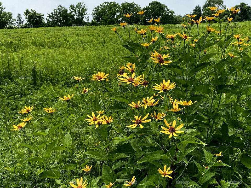 Yellow flowers on the field 