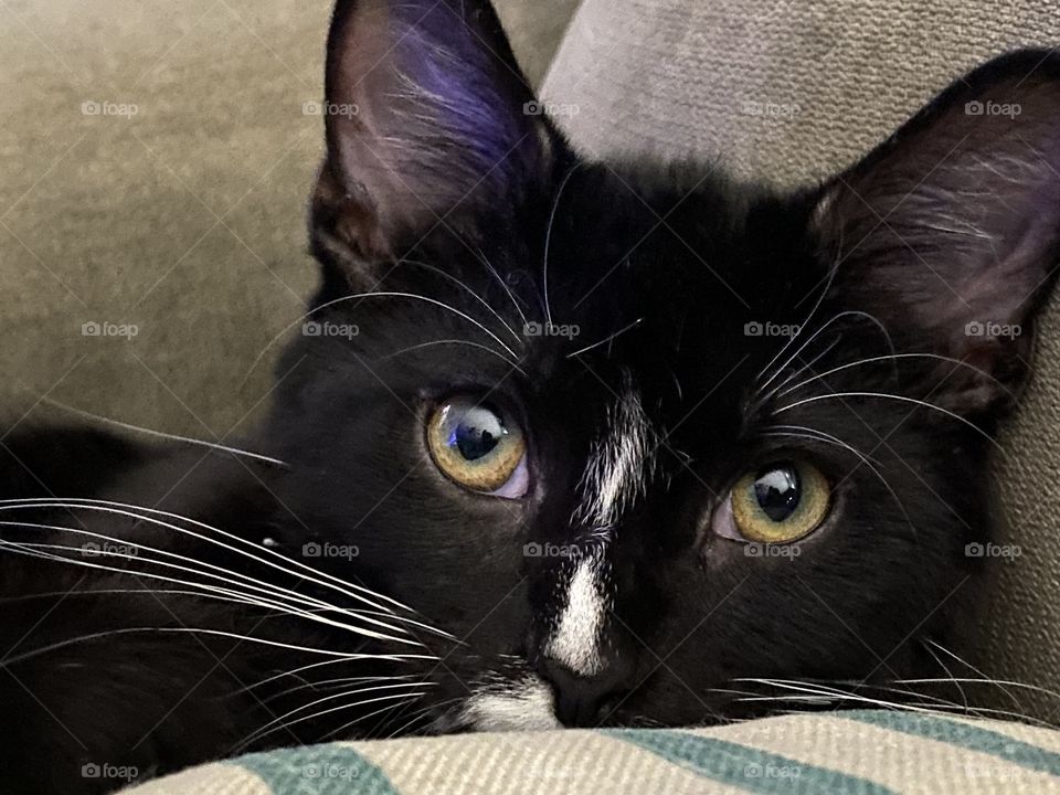 Strikingly beautiful, playful black & white kitten.