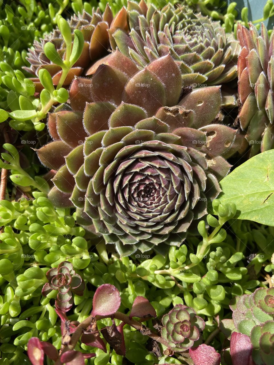 Bright green and red succulent nestled in sacred geometry. 