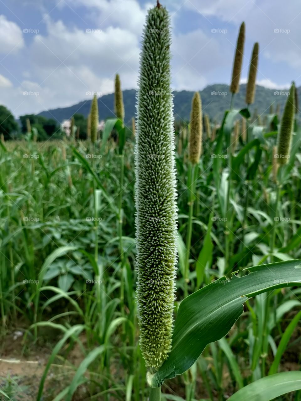 Green plants with mountain and sky in background