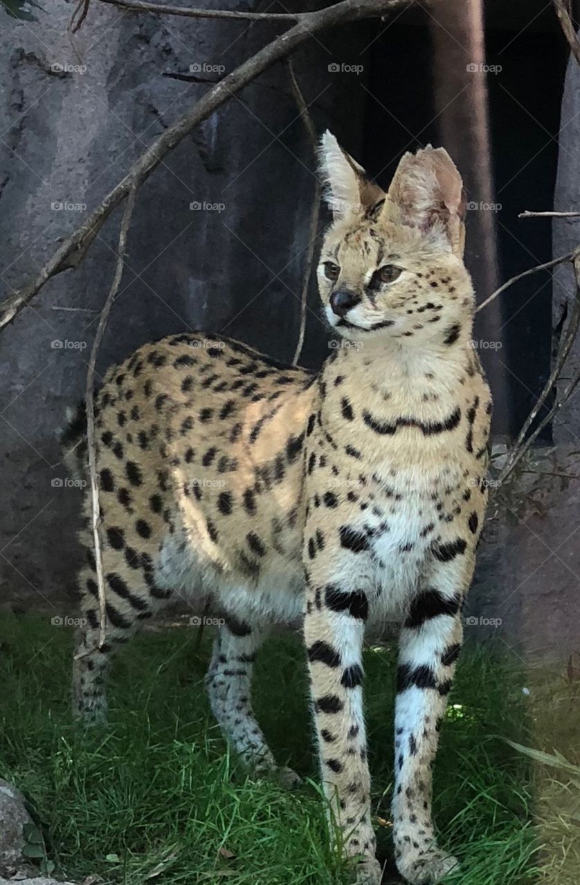 Serval