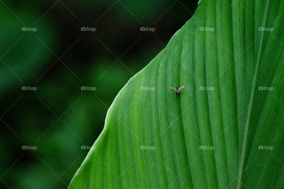 Leaf Green