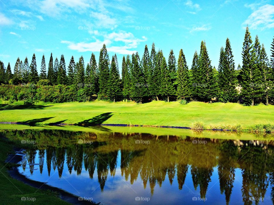 Reflection of trees at lake