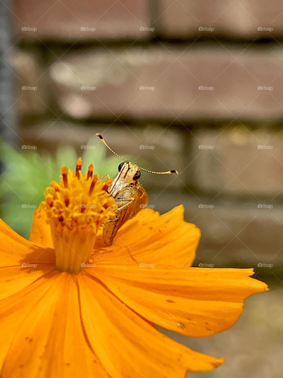Tiny male sachem butterfly enjoying the orange cosmos blooms on a hot day. His antennae and tongue feature prominently.