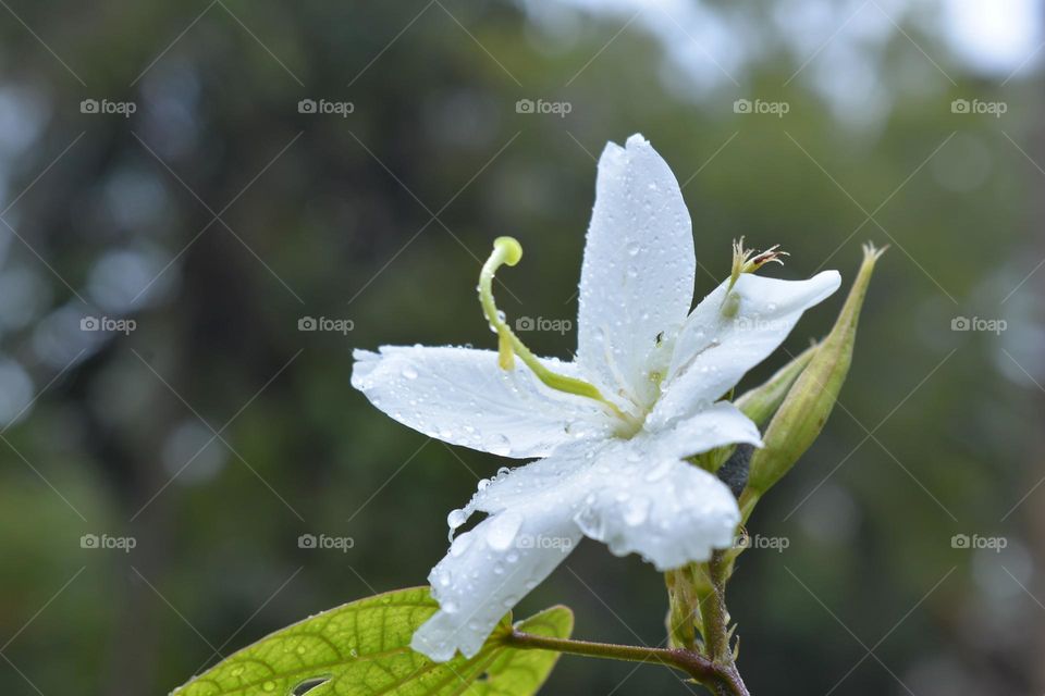 write flower with water