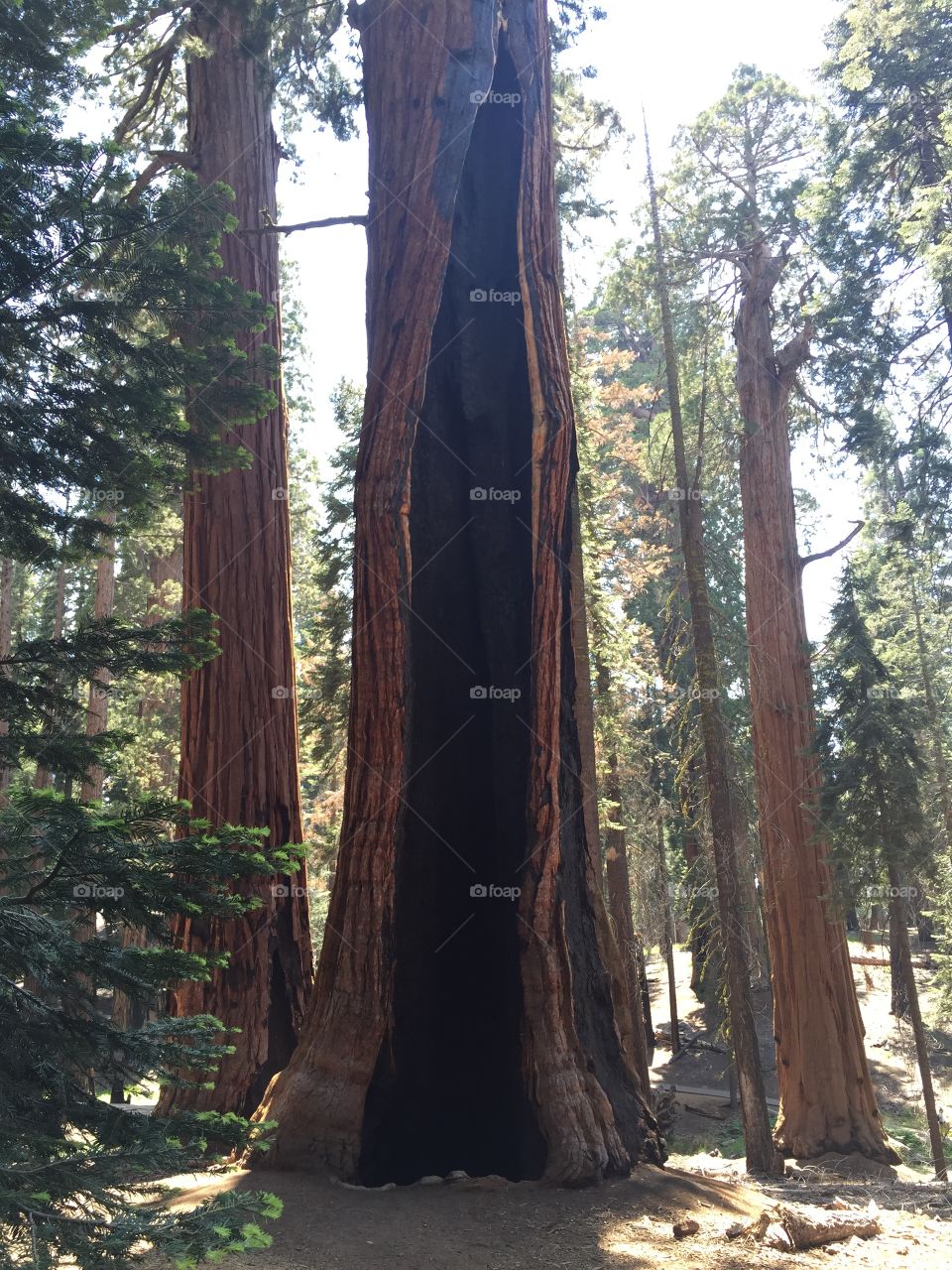 Sequoias