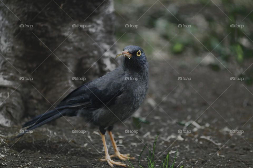 Blackbird (Turdus merula) looking for food on the ground