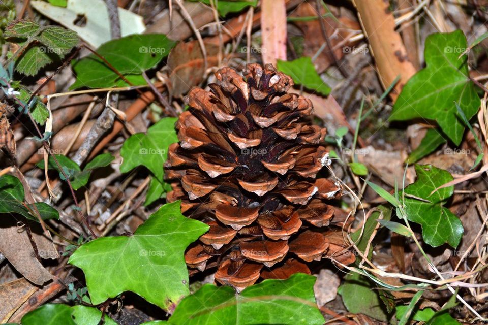 Pine cone