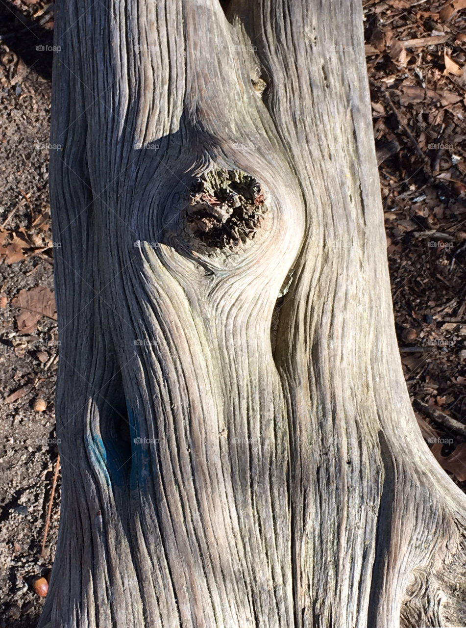 An old log found while hiking.