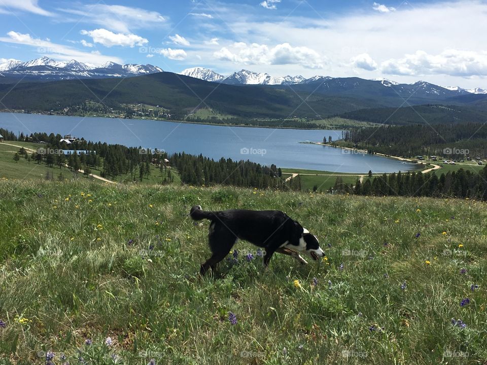 Cooper at the lake