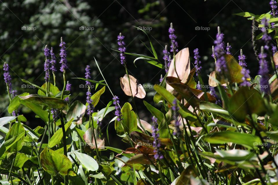 River Flowers