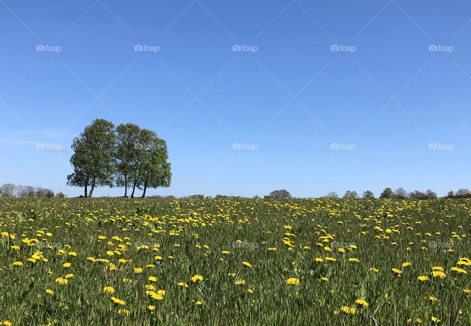 Spring meadow green grass blue sky and trees in horizon