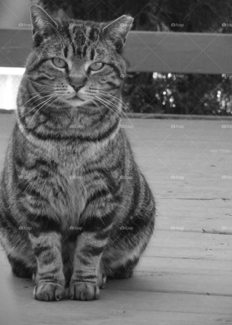 A cat waiting patiently 