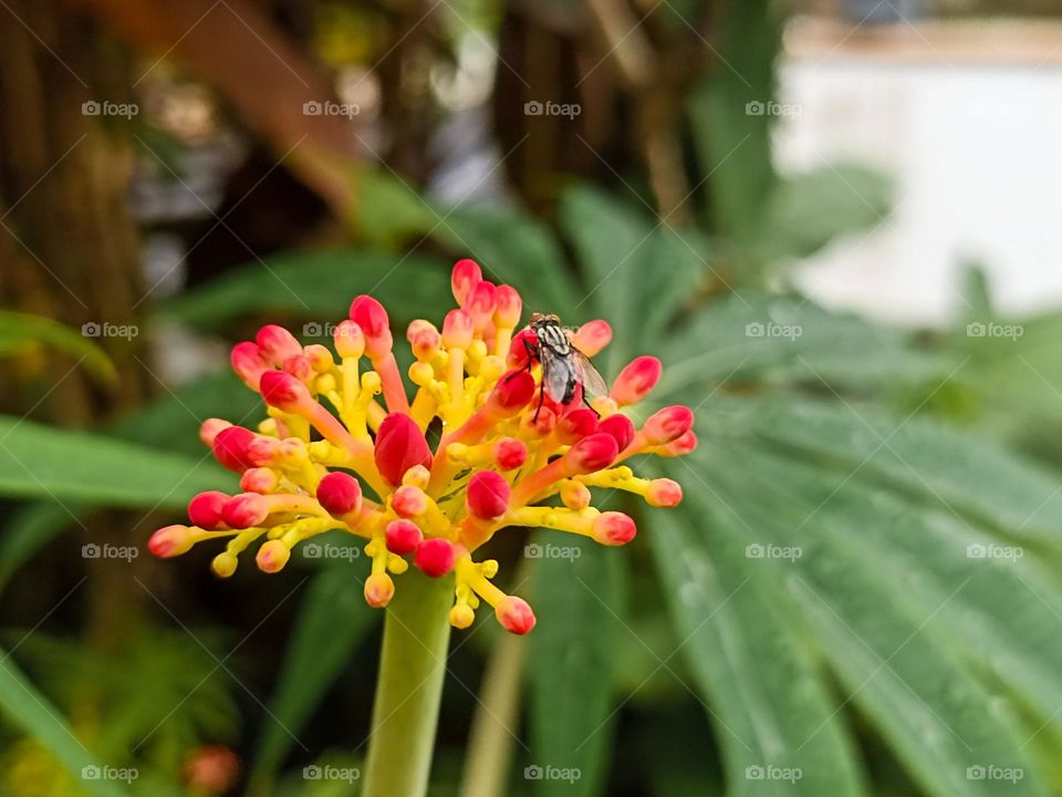 Close-up of a fly landing on a yellow and red flower in a garden