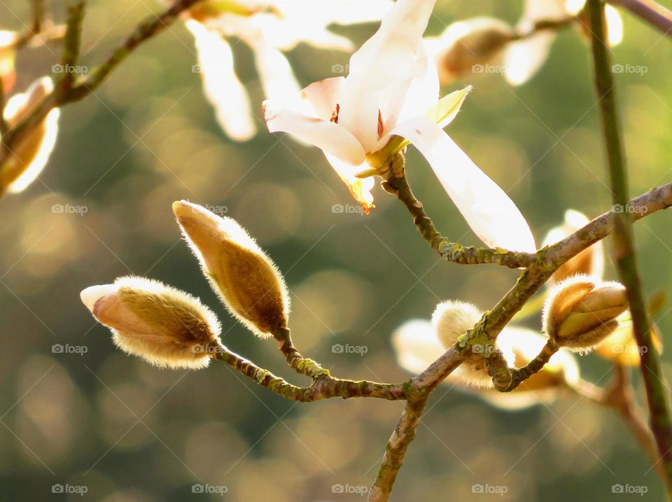 Spring bud