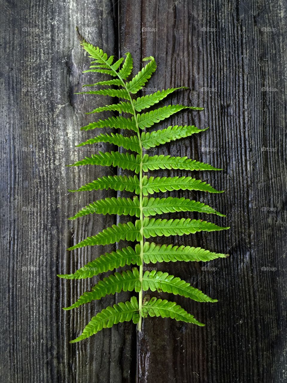 Fern leaf on wooden table