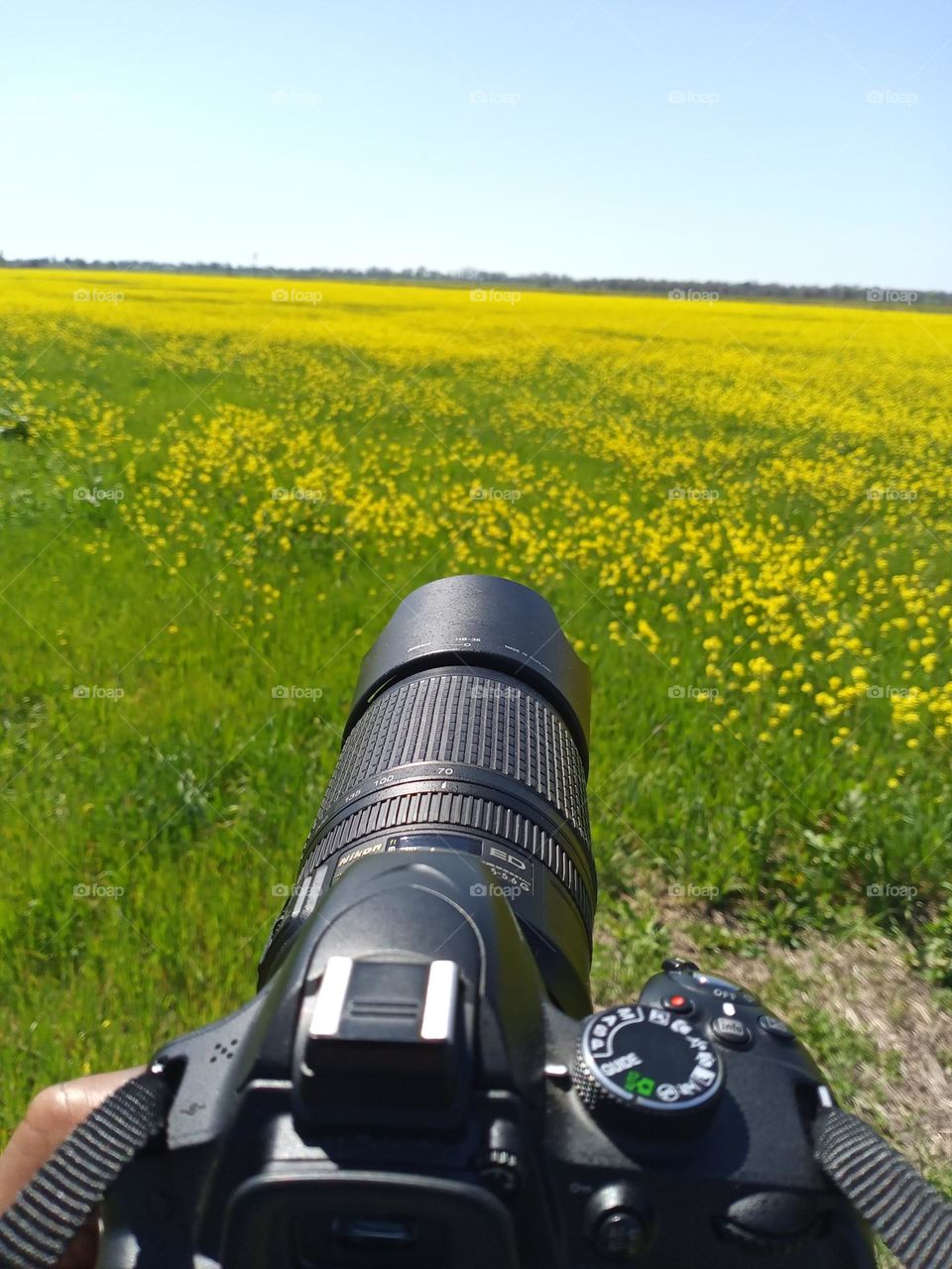 Wild flower photography taken with my nikon D 3200