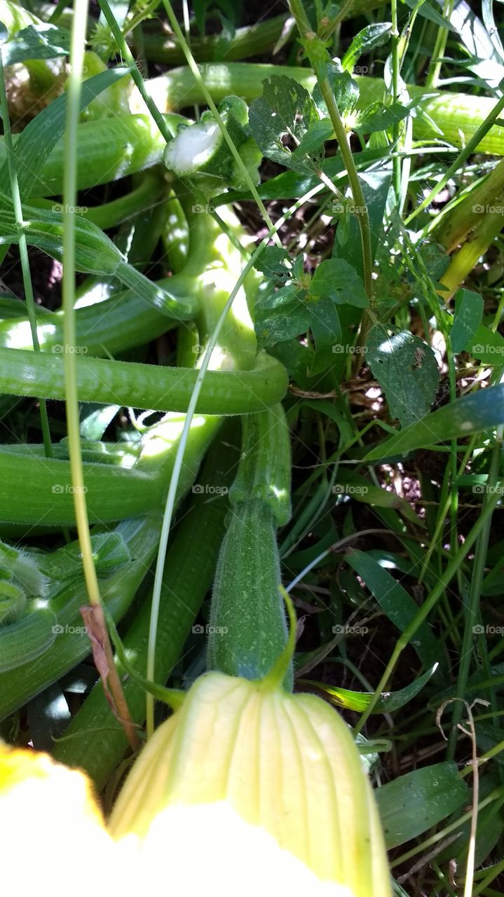 plants in the garden