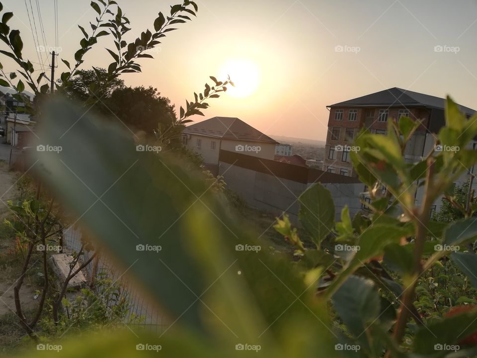 Sunset on the background of green leaves