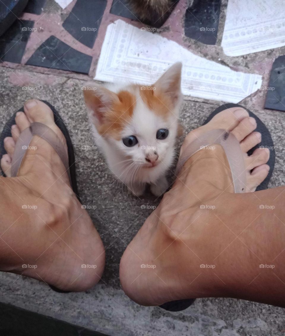 White and yellow kitten on a ciment step between feet