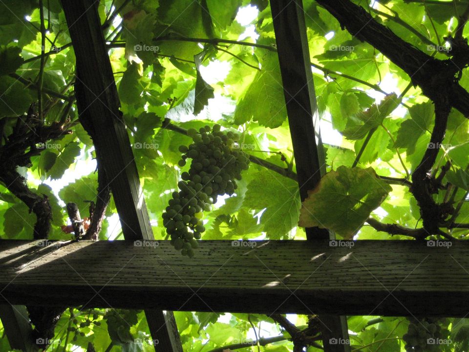 Juicy grapes to lookup at. Canopy of grape vines, sun filtering.