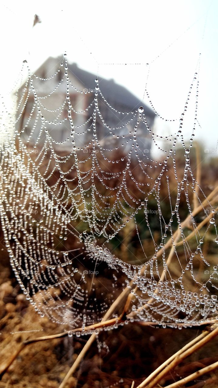 autin with drops of water